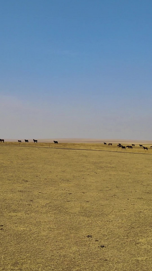 航拍在内蒙古鄂尔多斯大草原上慢跑的马群4A景点102秒视频