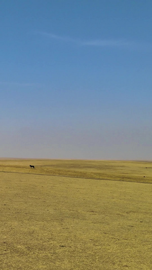航拍在内蒙古鄂尔多斯大草原上慢跑的马群奔腾的马群102秒视频