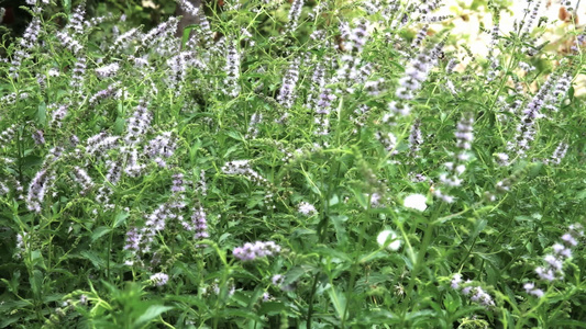 绿色草药薄薄荷天然宏观封闭视频