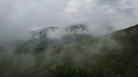 在低地云中的森林山风景优美的风景下树在雾中视频