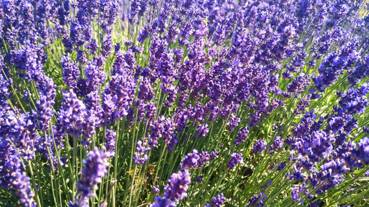 蜜蜂在熏衣草地上夏季风景有蓝紫色花朵视频