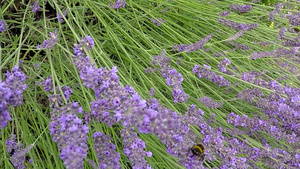 白衣药用植物和香料夏季在德国花朵41秒视频