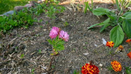 花园里一朵明亮的紫色花视频