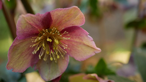 美国加利福尼亚州森林中的冬季玫瑰10秒视频