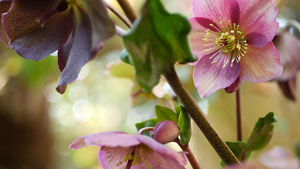 美国加利福尼亚州森林中的藜属冬季玫瑰粉红色花朵四旬12秒视频