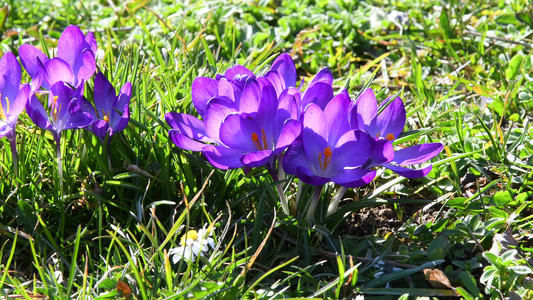 德国春天的花朵视频