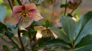 美国加利福尼亚州森林中的藜属冬季玫瑰粉红色花朵四旬10秒视频