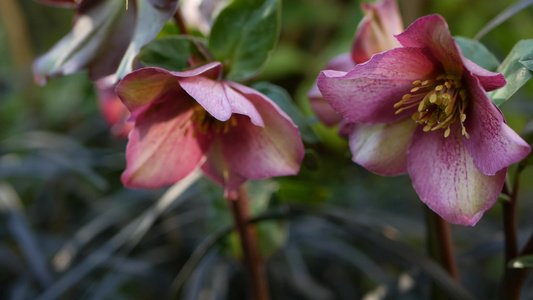 美国加利福尼亚州森林中的藜属冬季玫瑰粉红色花朵四旬视频