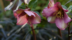 美国加利福尼亚州森林中的藜属冬季玫瑰粉14秒视频