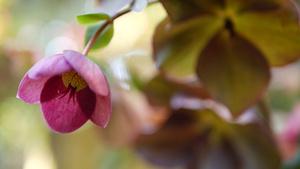 美国加利福尼亚州森林中的藜属冬季玫瑰粉红色花朵11秒视频