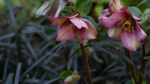 美国加利福尼亚州森林中的藜属冬季玫瑰粉红色花朵13秒视频