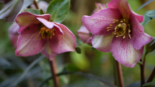 美国加利福尼亚州森林中的藜属冬季玫瑰粉红色花朵四旬视频