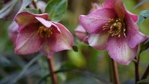 美国加利福尼亚州森林中的藜属冬季玫瑰粉13秒视频