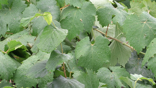 雨滴落在树上的绿树叶上视频