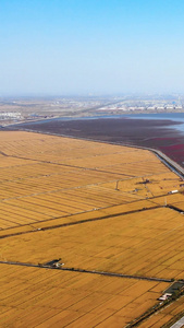 水稻麦田红海滩交界国家风景廊道5A红黄色视频