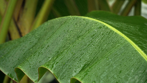 4K实拍芭蕉叶上的雨水39秒视频