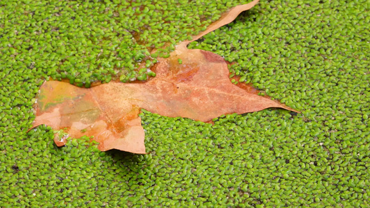 落入浮萍Lemnaminor覆盖的水中树木的叶子漂浮视频