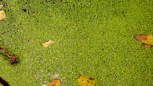 落入浮萍Lemnaminor覆盖的水中树木的叶子漂浮视频
