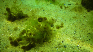 黑海的藻类附生藻类生长在绿色浒苔属上沙质海床上的藻类22秒视频