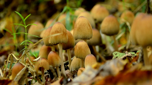 秋天慢动作的一连串蘑菇在森林里视频