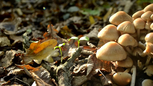 秋天森林里有一大堆蘑菇有自然光照视频