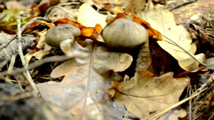 金色秋天森林的小蘑菇生长14秒视频