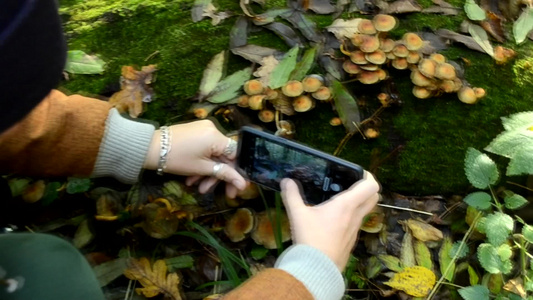 不可食用蘑菇生长在木木木木上上面有苔丝仙子照片笑声视频