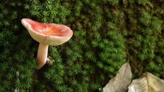从蘑菇溅水野生蘑菇在杂草丛生的树干上的特写镜头与落视频