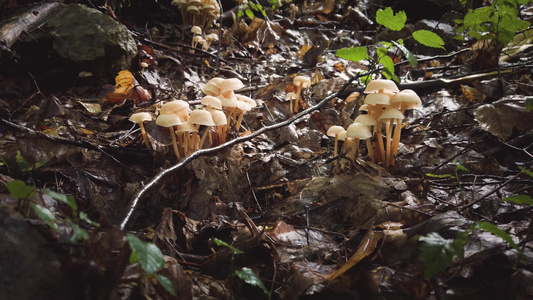 林中小蘑菇视频