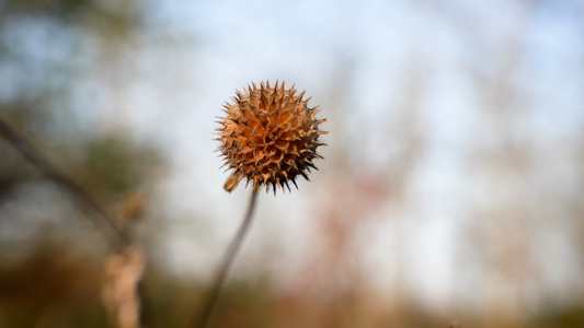 4K冬天干枯的花草植物视频