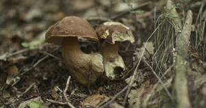 从地上生长的不同大小的蘑菇15秒视频