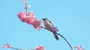 4K樱花中觅食的小鸟17秒视频