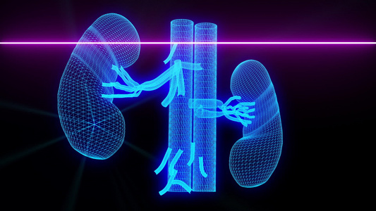 肾脏医学扫描有线框架动画视频