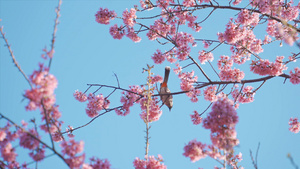 4K樱花中觅食的小鸟27秒视频