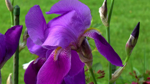 紫色的花朵特写11秒视频