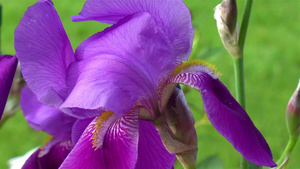 一朵紫色花朵10秒视频