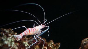 老虎虾在水族馆的岩石上13秒视频