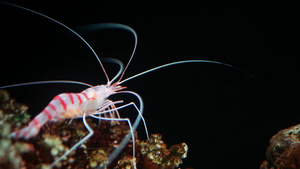 老虎虾在水族馆的岩石上15秒视频