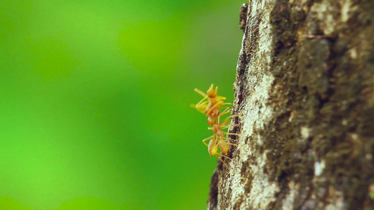 巴迪亚国家公园内红蚂蚁视频