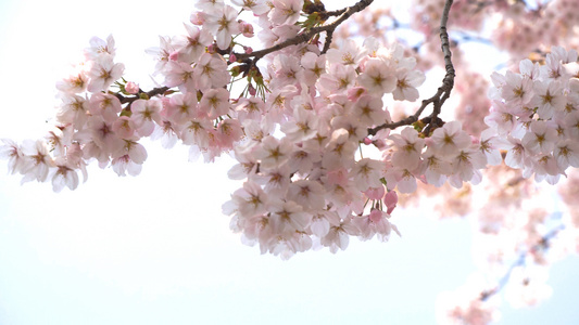 4k春天的樱花在风中摇曳视频