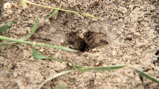 巢洞中的蚂蚁视频
