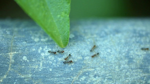 蚂蚁跑来跑来跑去的昆虫片段13秒视频