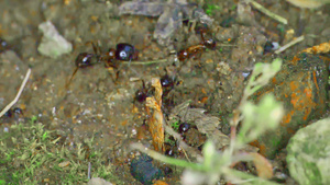 地面上的一群蚂蚁25秒视频