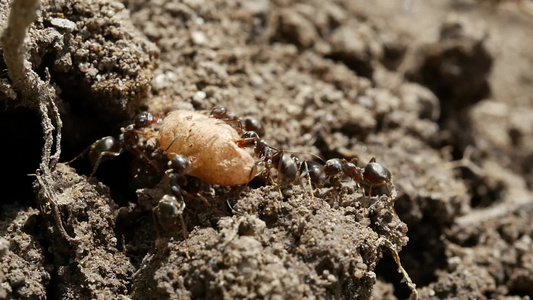 与工人和幼虫一起的蚂蚁巢新一代女王的幼崽视频