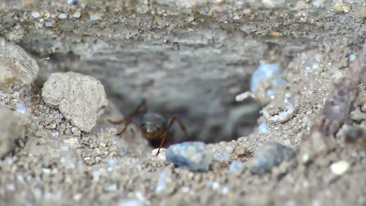 地面上一群蚂蚁密闭视频