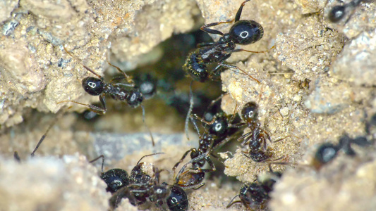 地面4k地面上一群蚂蚁视频