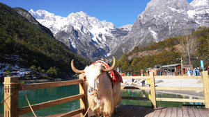 湖南5A级旅游景区玉龙雪山自然风光湖景牦牛4k素材51秒视频