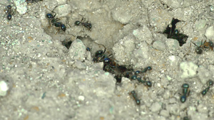 地面上一群蚂蚁密闭25秒视频