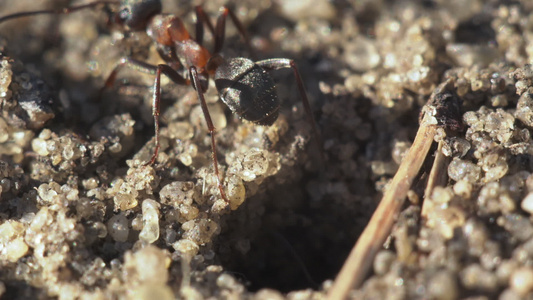 蚂蚁挖洞视频