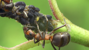 蚂蚁和虫子的共生关系13秒视频